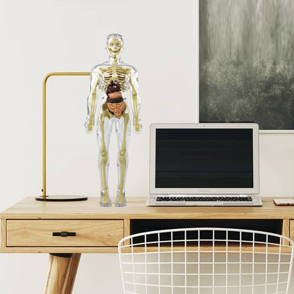 3D human body torso model for kids anatomy model skeleton